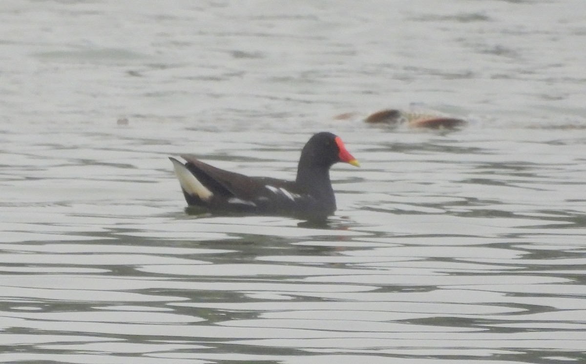 Eurasian Moorhen - ML530738651