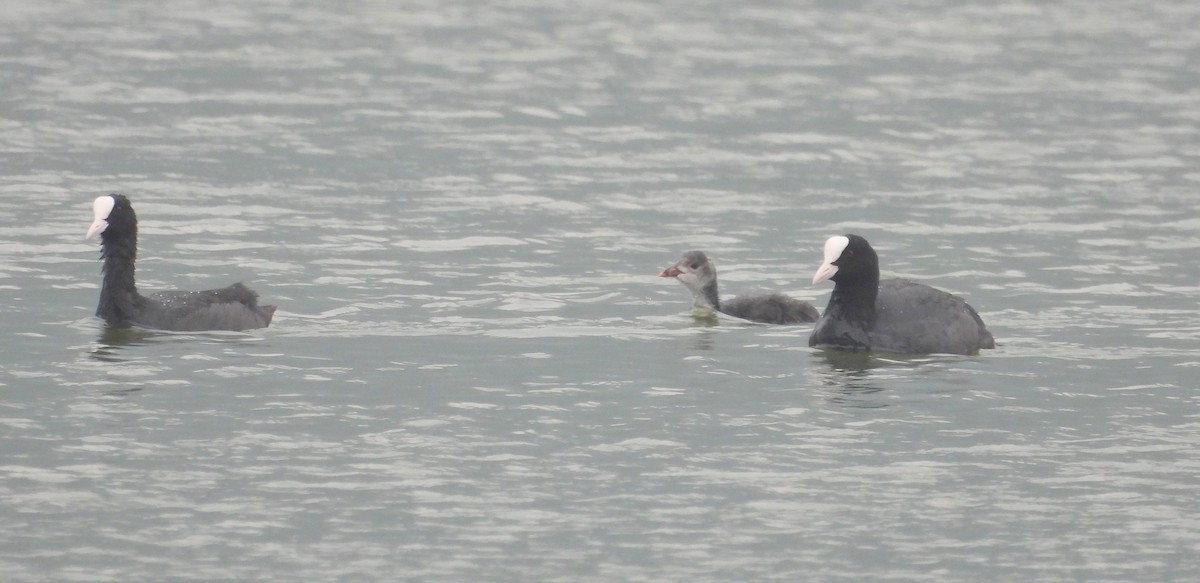 Eurasian Coot - Vivek Rathod