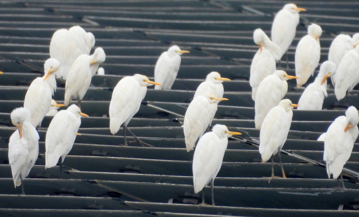 Eastern Cattle Egret - ML530738811