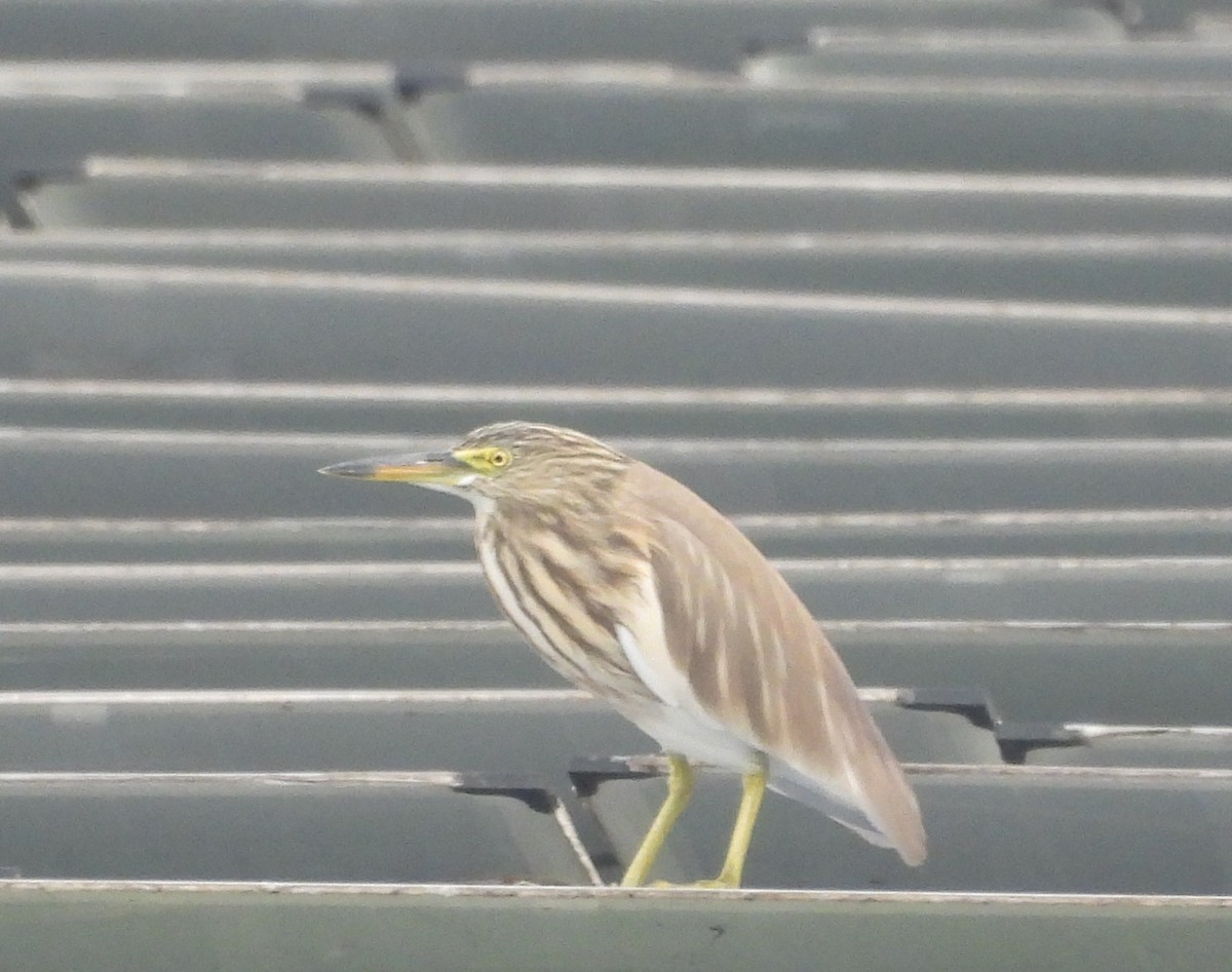 Indian Pond-Heron - ML530738871