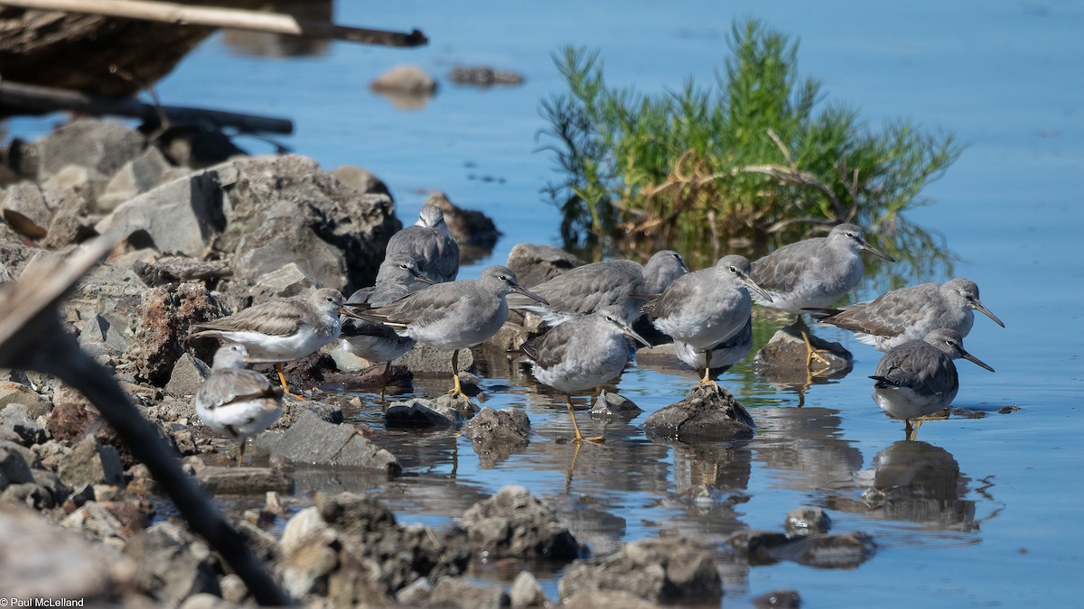 Terek Sandpiper - paul mclelland