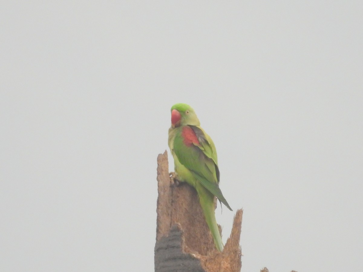 Alexandrine Parakeet - ML530738911