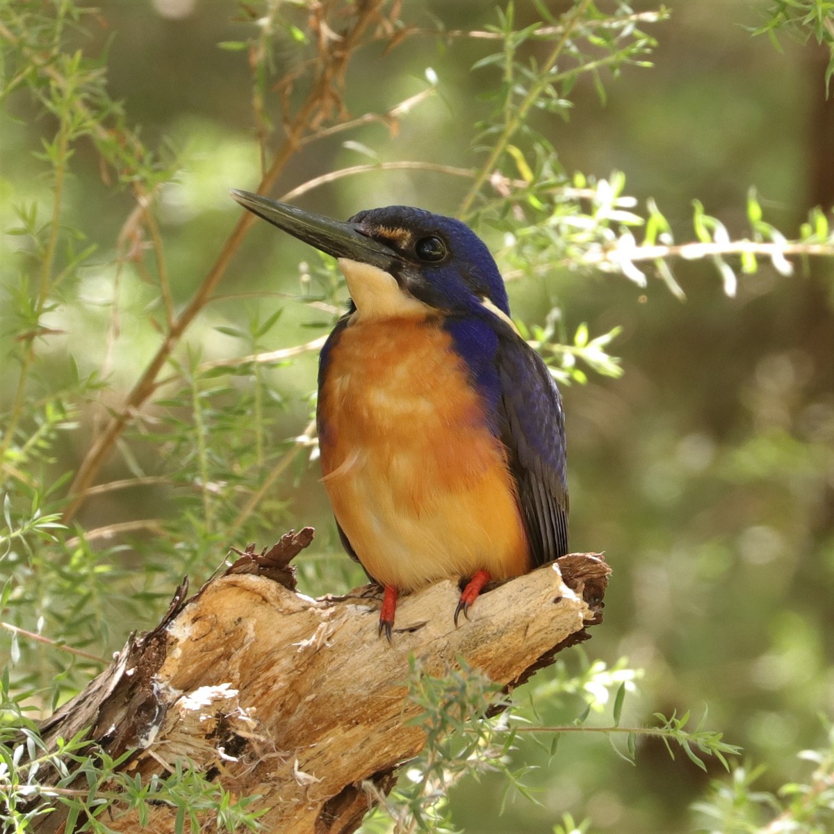Azure Kingfisher - @ mg_birds