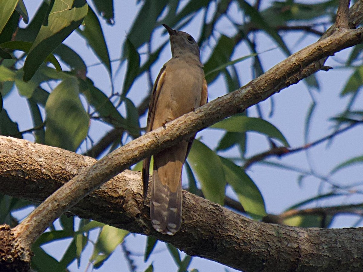 Brush Cuckoo - ML530740291