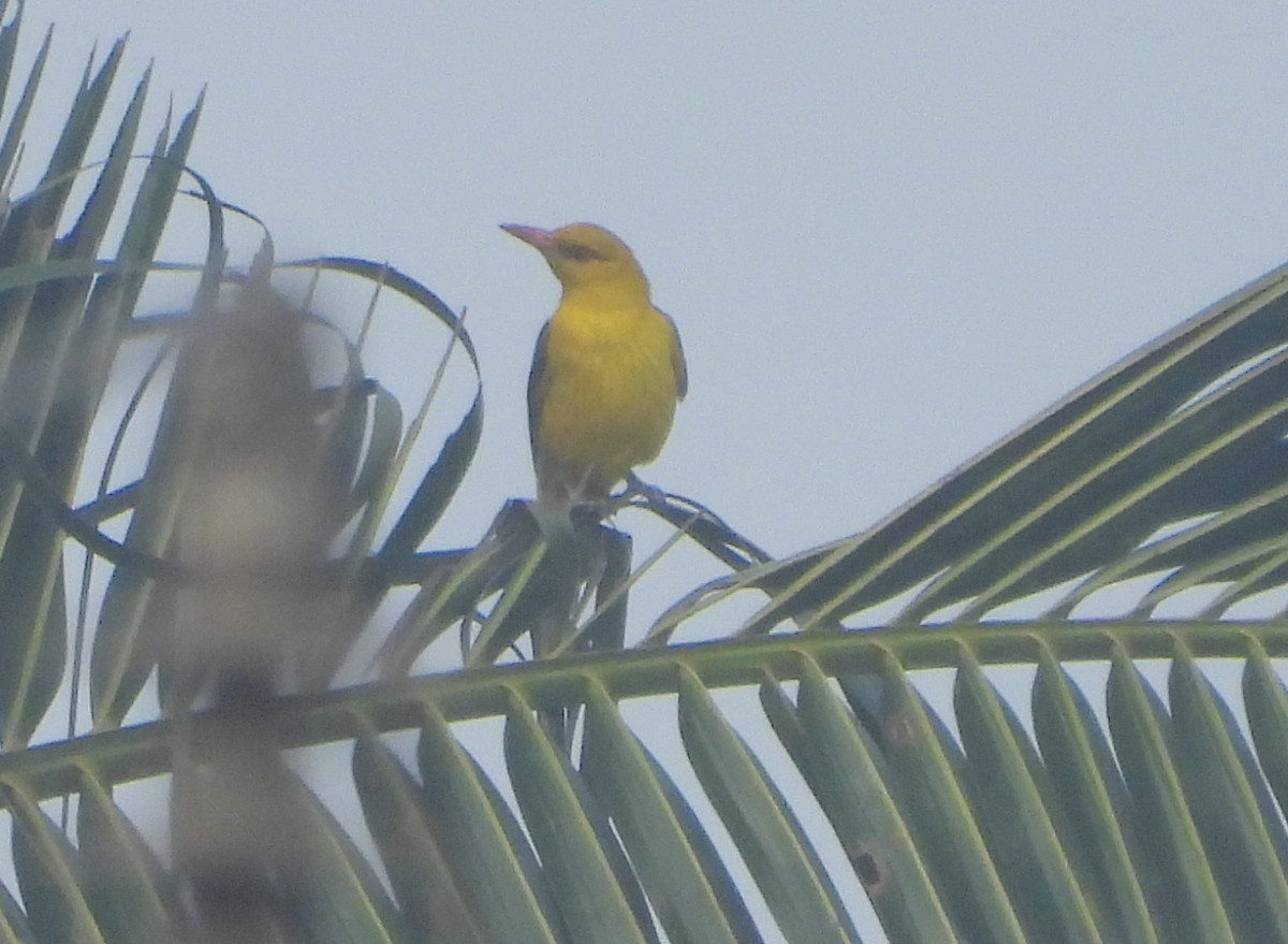 Indian Golden Oriole - ML530741111