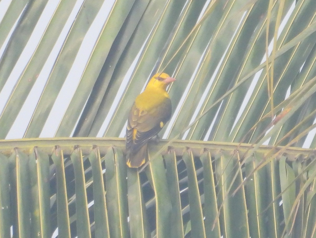 Indian Golden Oriole - ML530741121