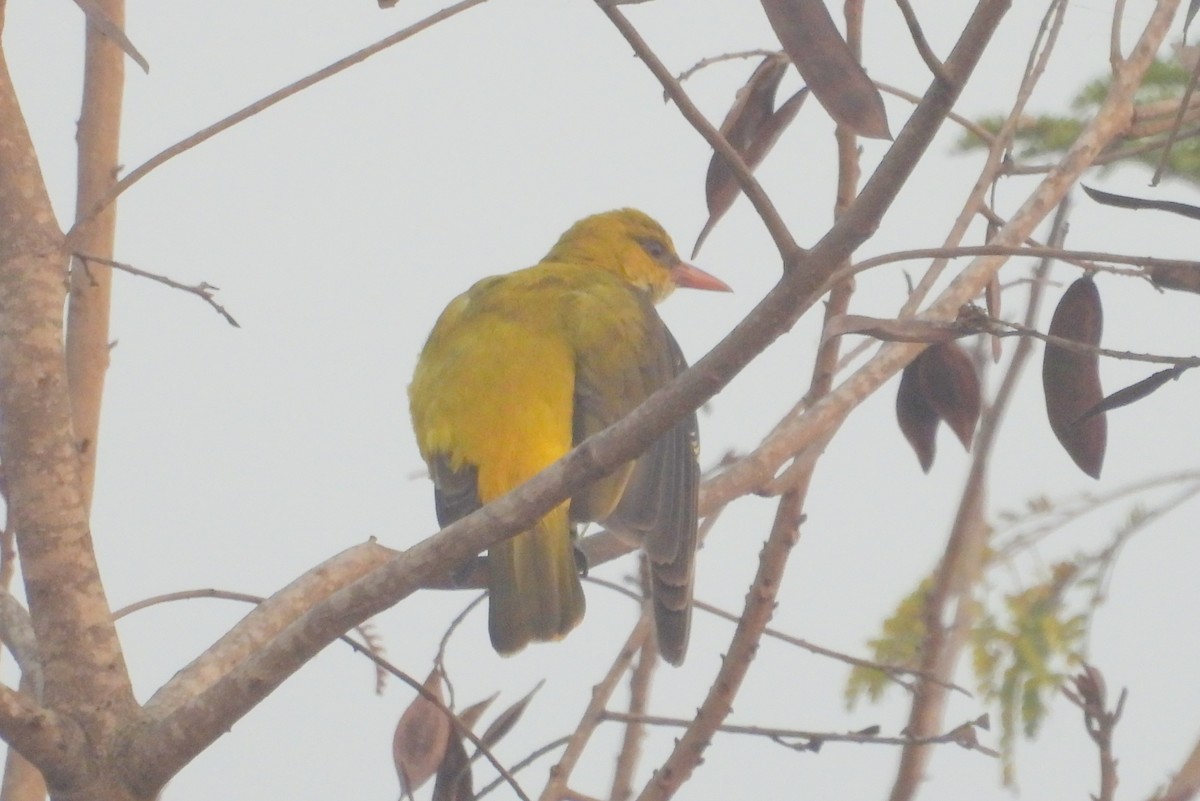 Indian Golden Oriole - ML530741131