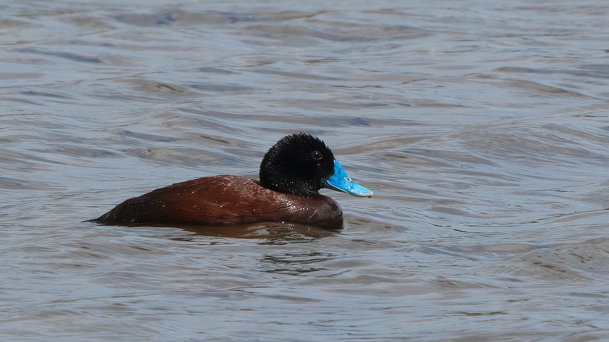 Blue-billed Duck - paul mclelland