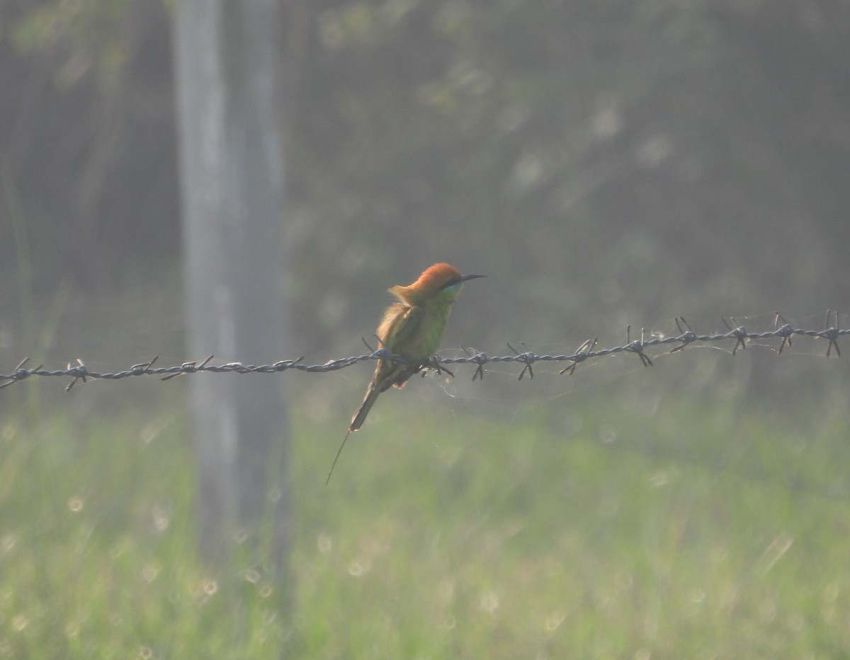 Asian Green Bee-eater - ML530742471