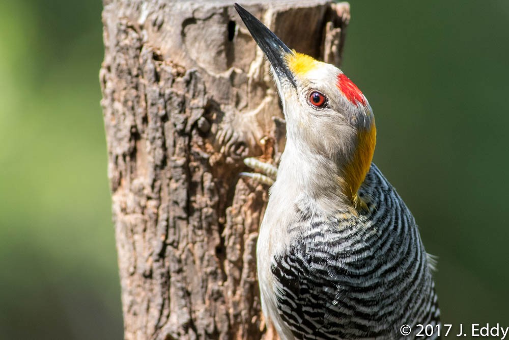 Golden-fronted Woodpecker - ML53074251