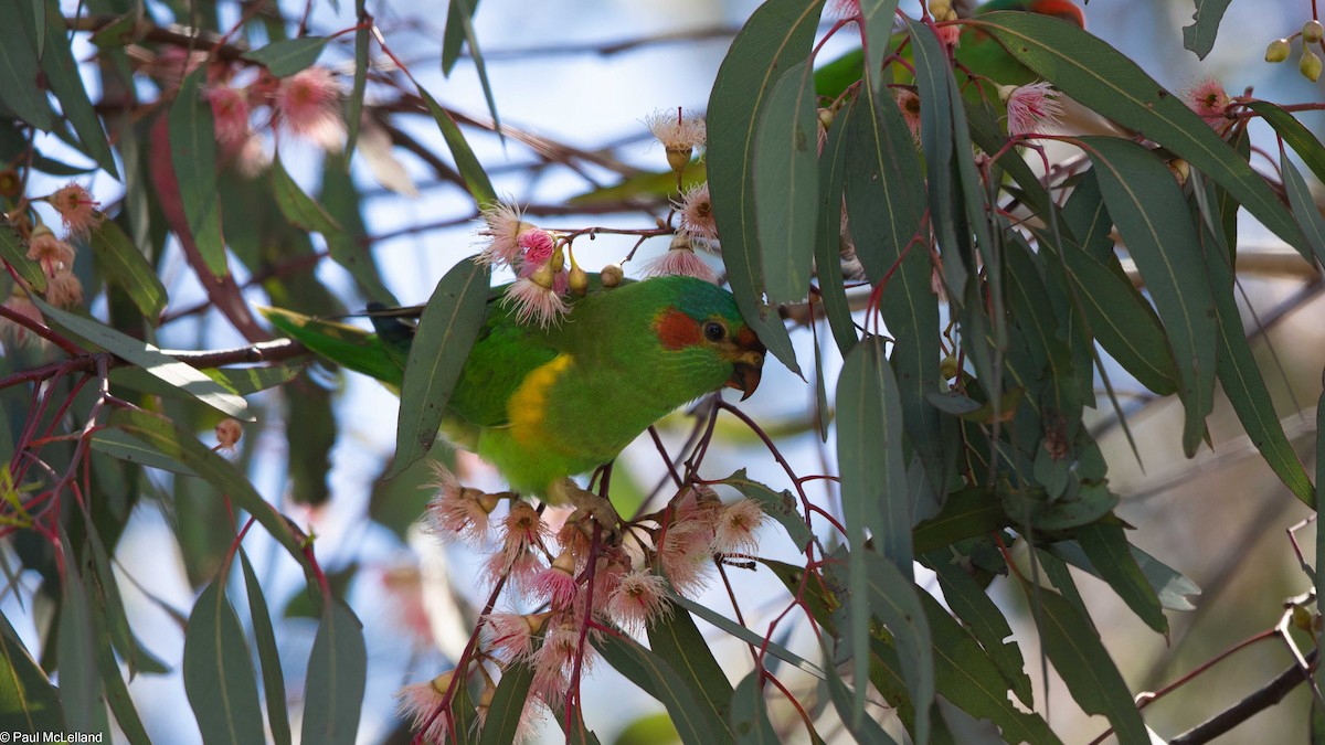 Musk Lorikeet - paul mclelland