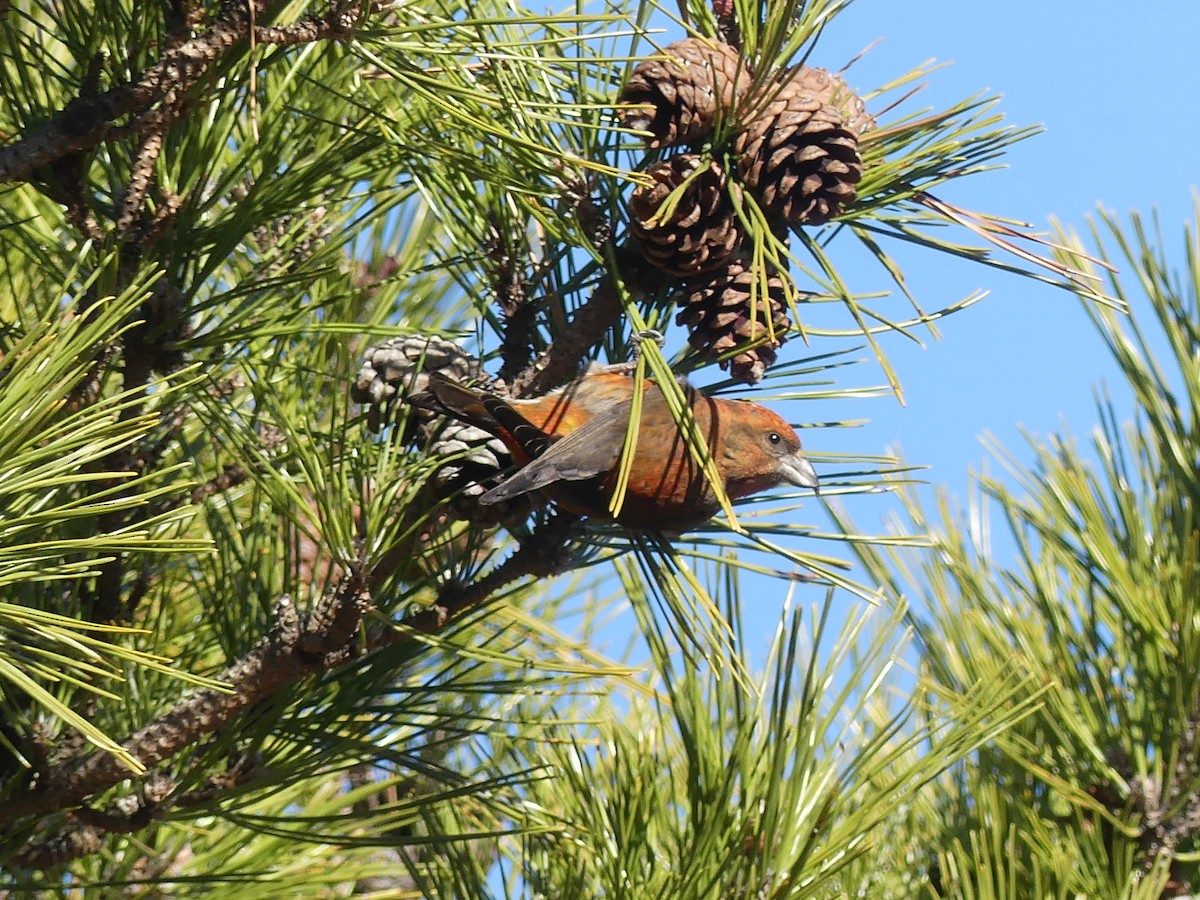 Red Crossbill - ML530744071