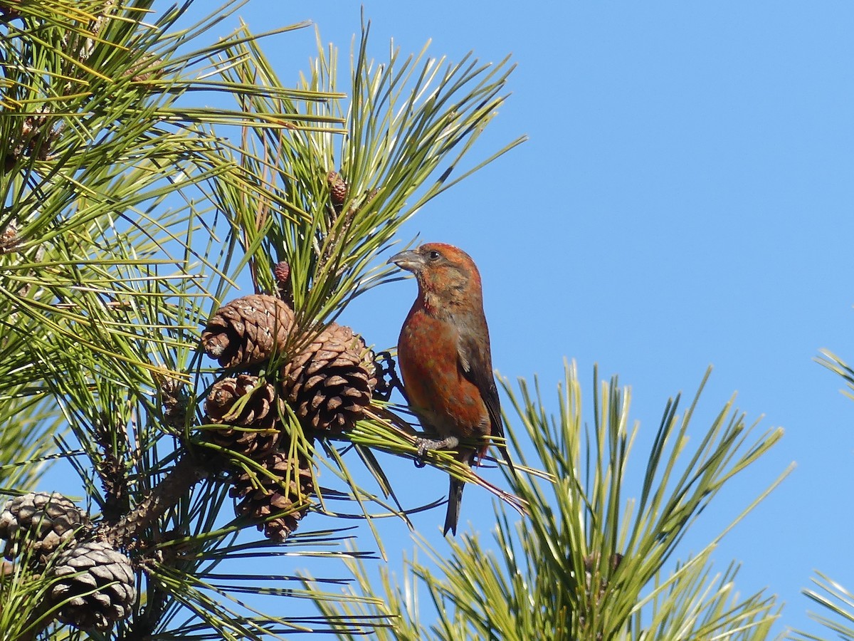 Red Crossbill - ML530744081