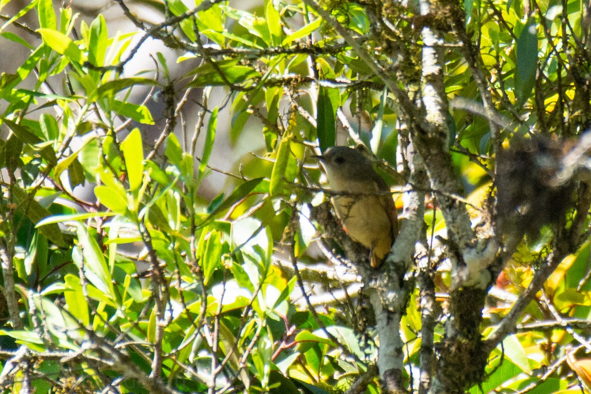 Brown-cheeked Fulvetta - ML530746201