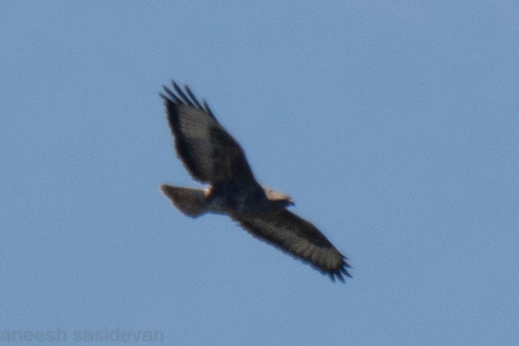 Common Buzzard - ML530746791