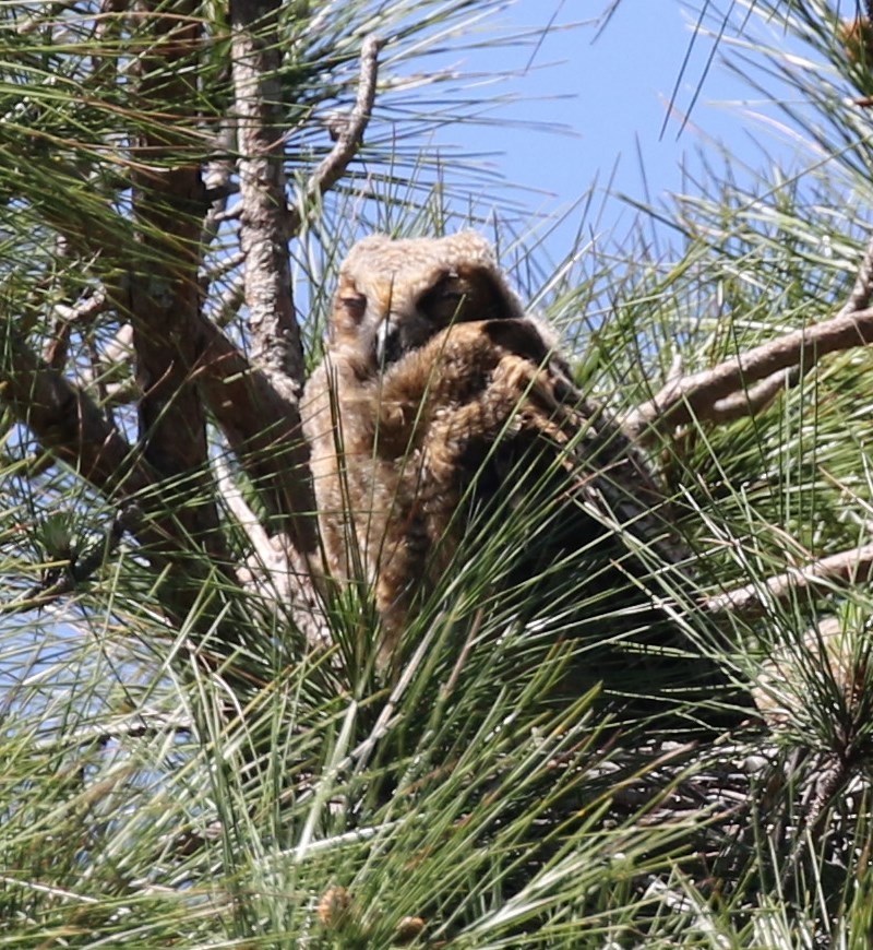 Great Horned Owl - ML53074721