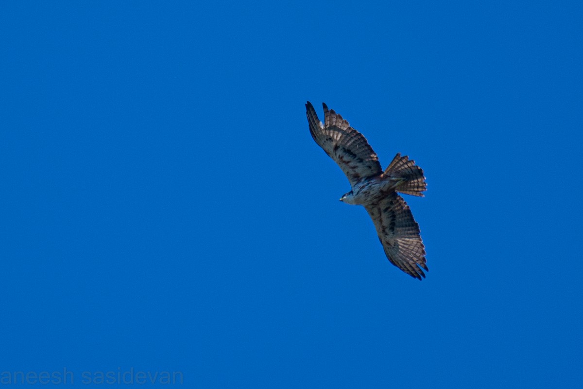 Rufous-bellied Eagle - ML530747341