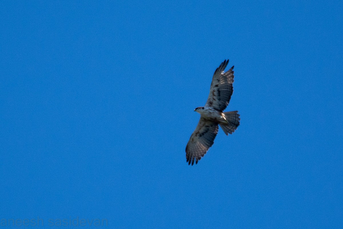 Rufous-bellied Eagle - ML530747361