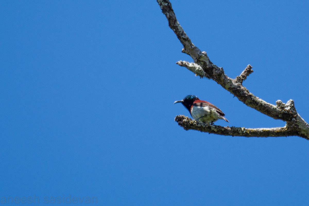 Crimson-backed Sunbird - ML530747471