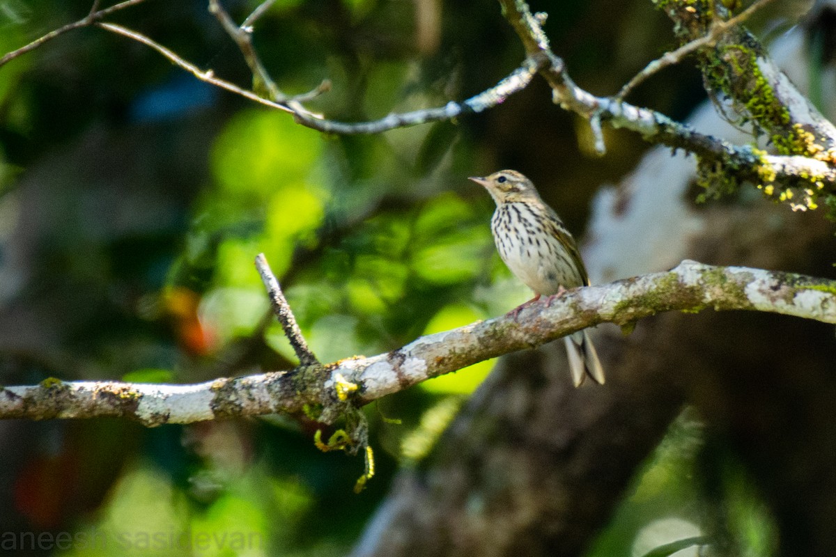 Olive-backed Pipit - ML530747891