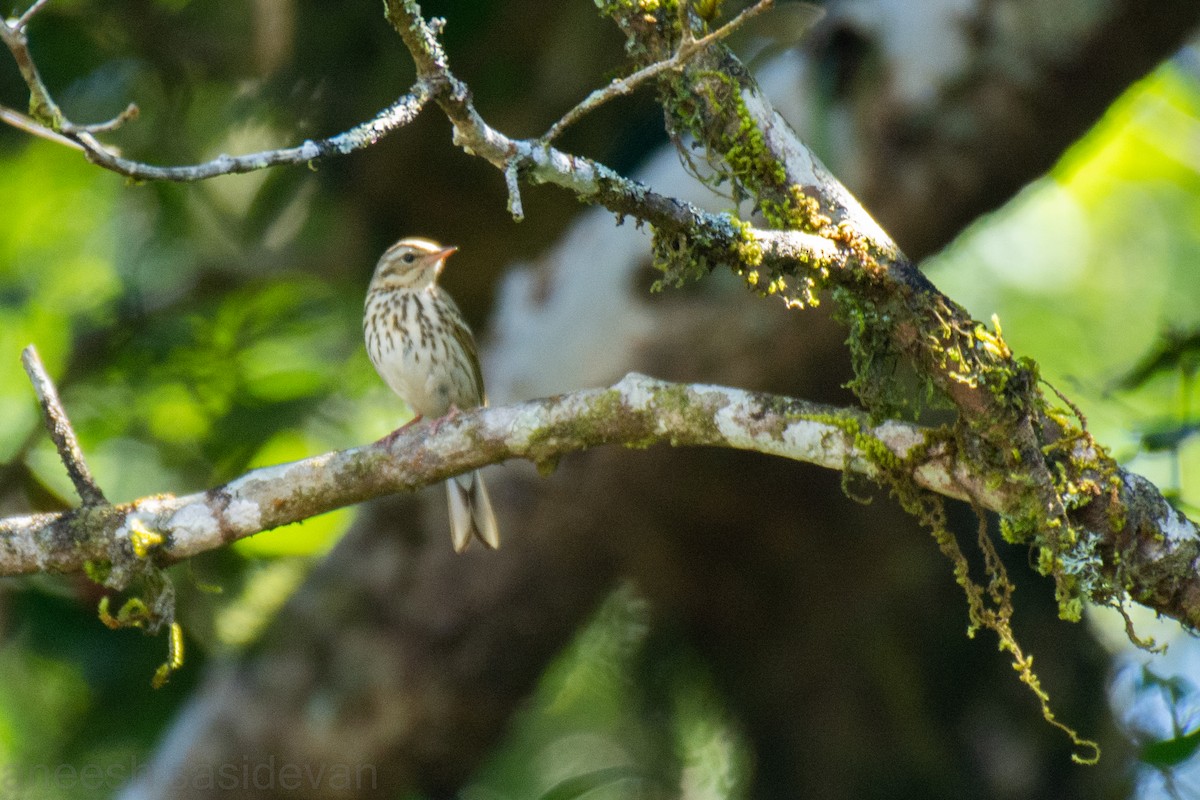 Olive-backed Pipit - ML530747901