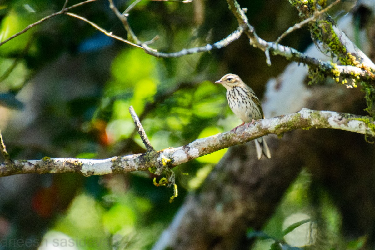 Olive-backed Pipit - ML530747911