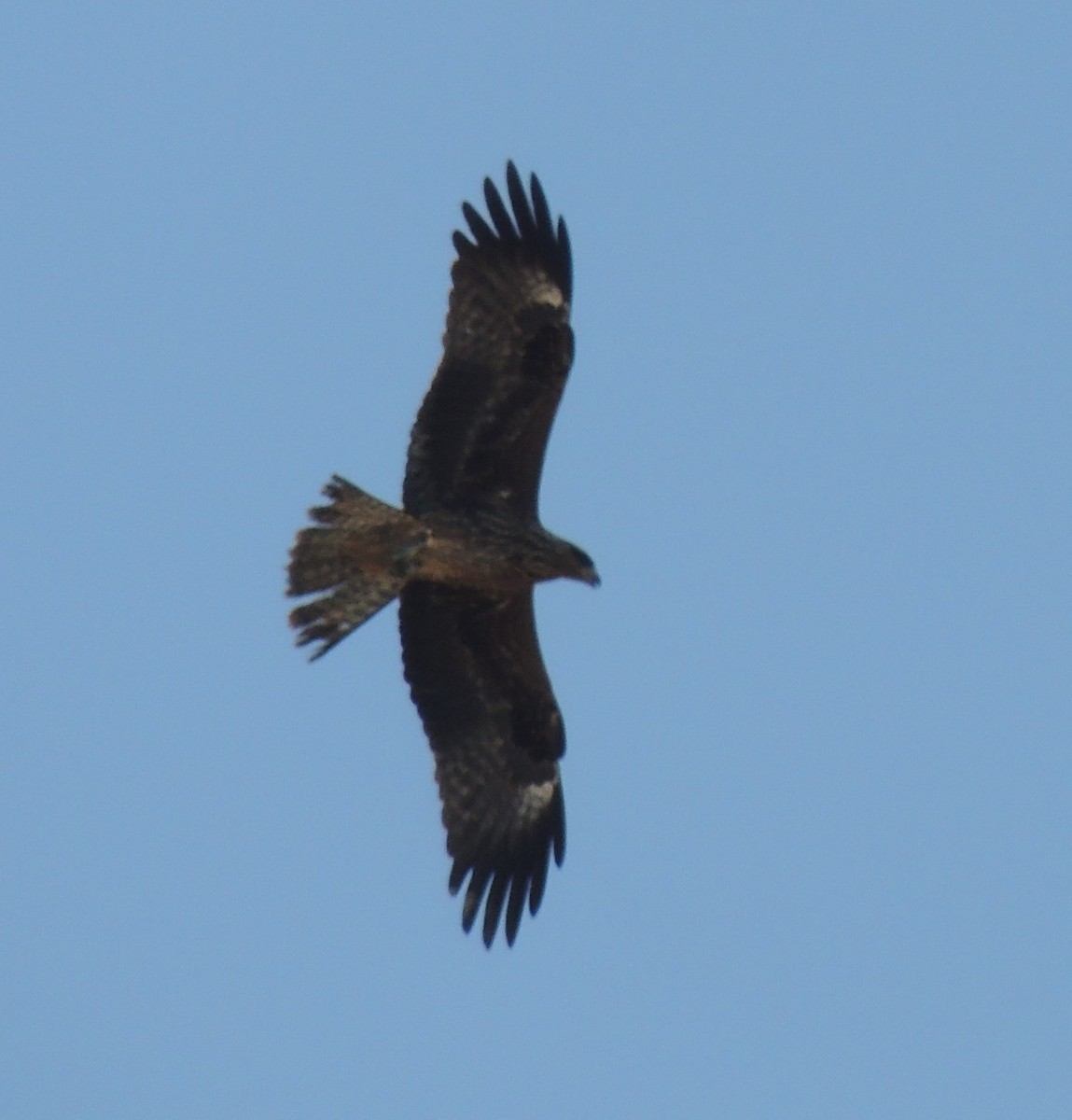 黑鳶 - ML530748041