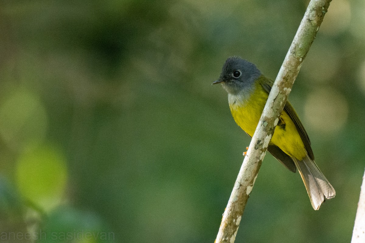 Gray-headed Canary-Flycatcher - ML530748821