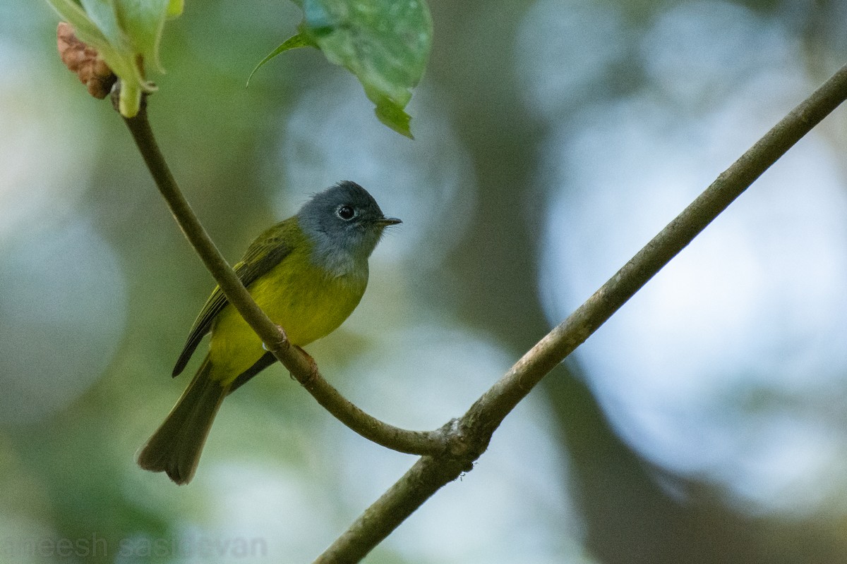 Gray-headed Canary-Flycatcher - ML530748831