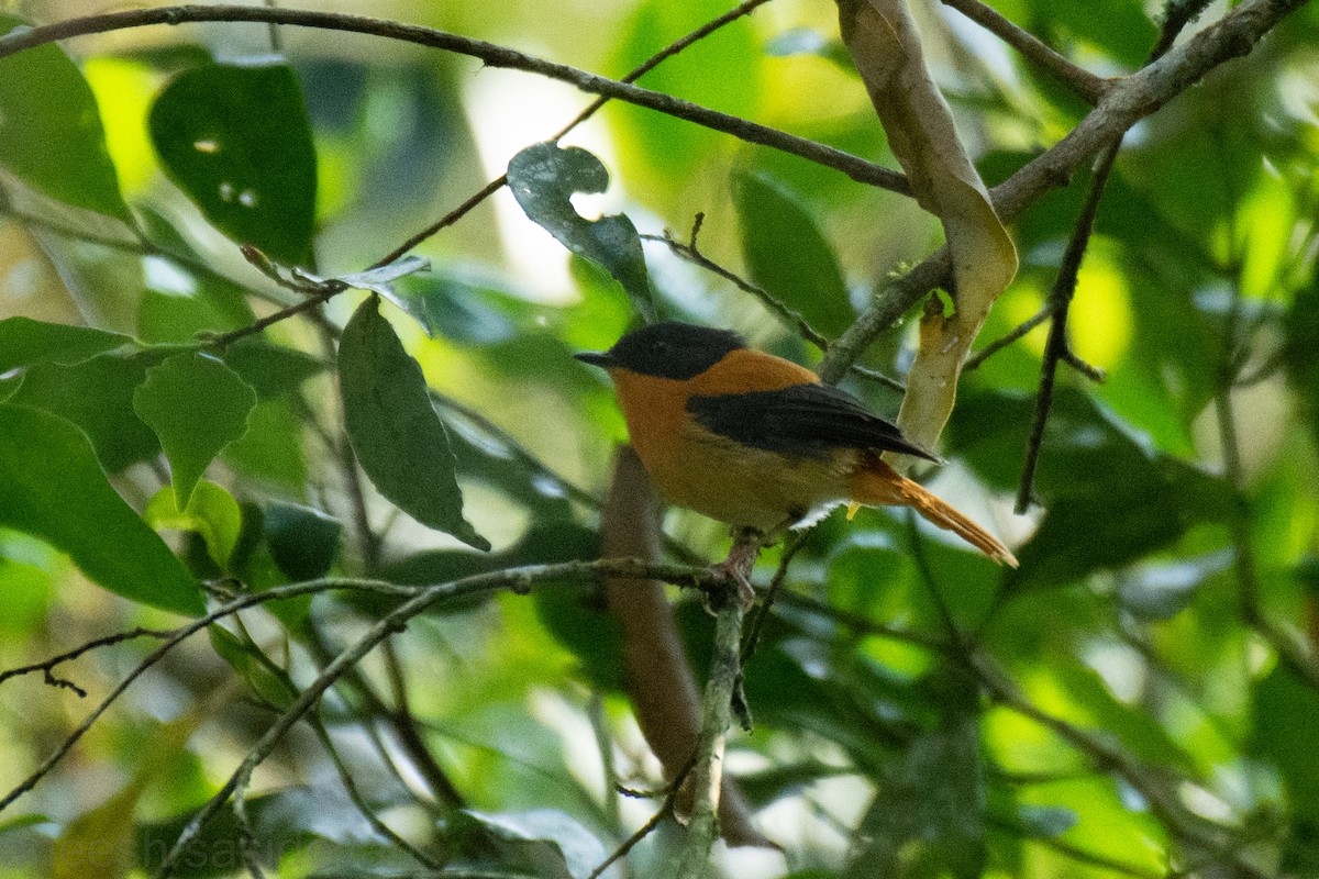 Black-and-orange Flycatcher - ML530748861