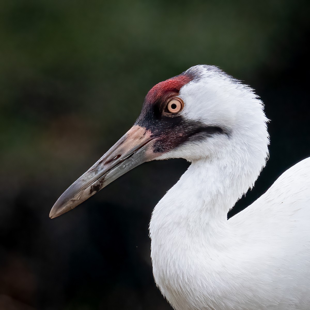 Whooping Crane - ML530749331