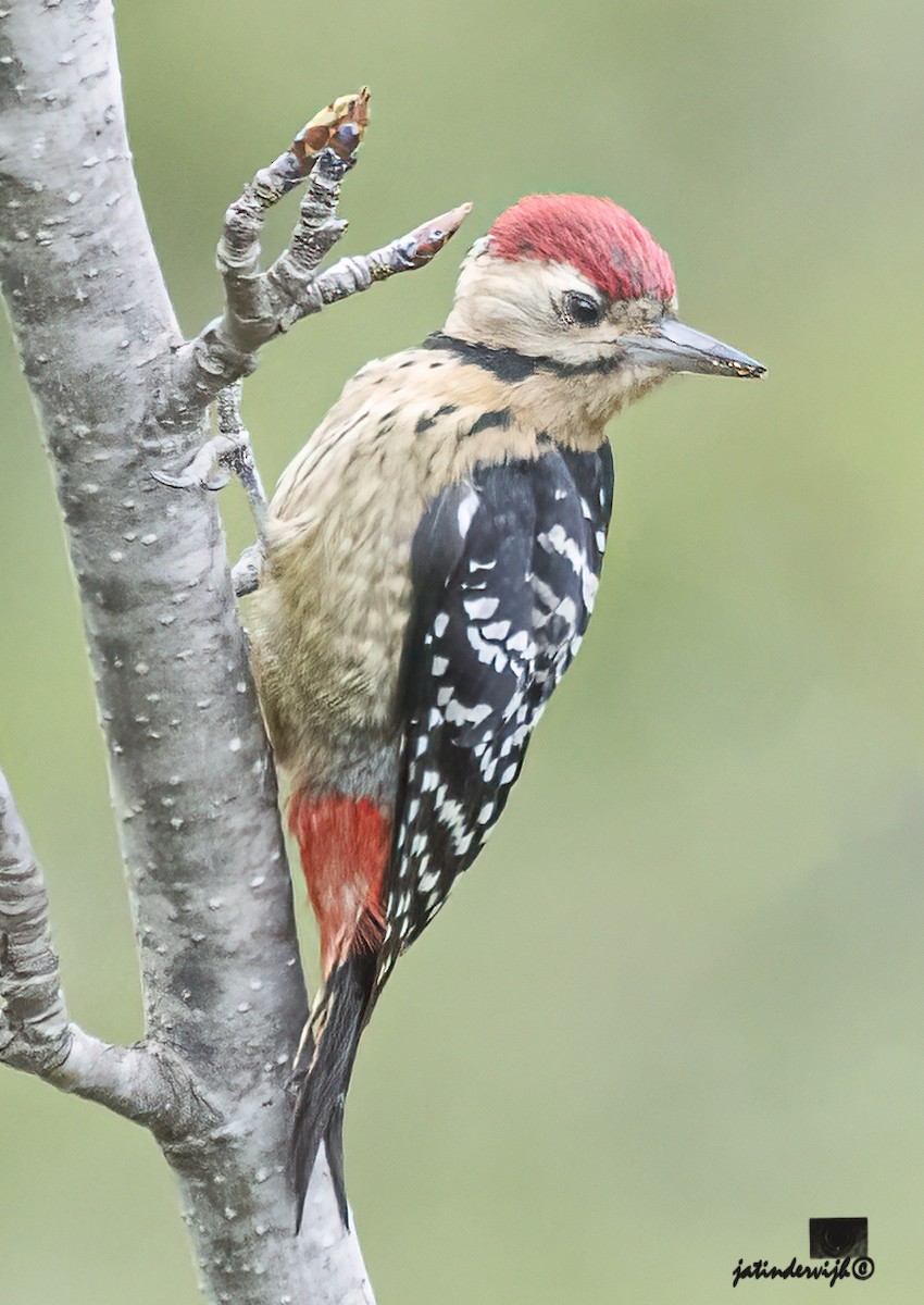 Fulvous-breasted Woodpecker - Jatinder Vijh