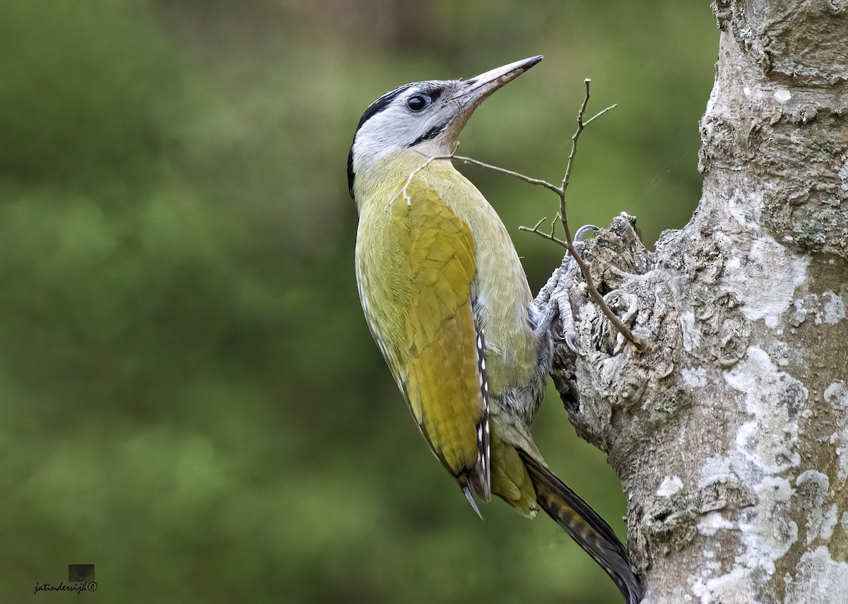 Gray-headed Woodpecker - Jatinder Vijh