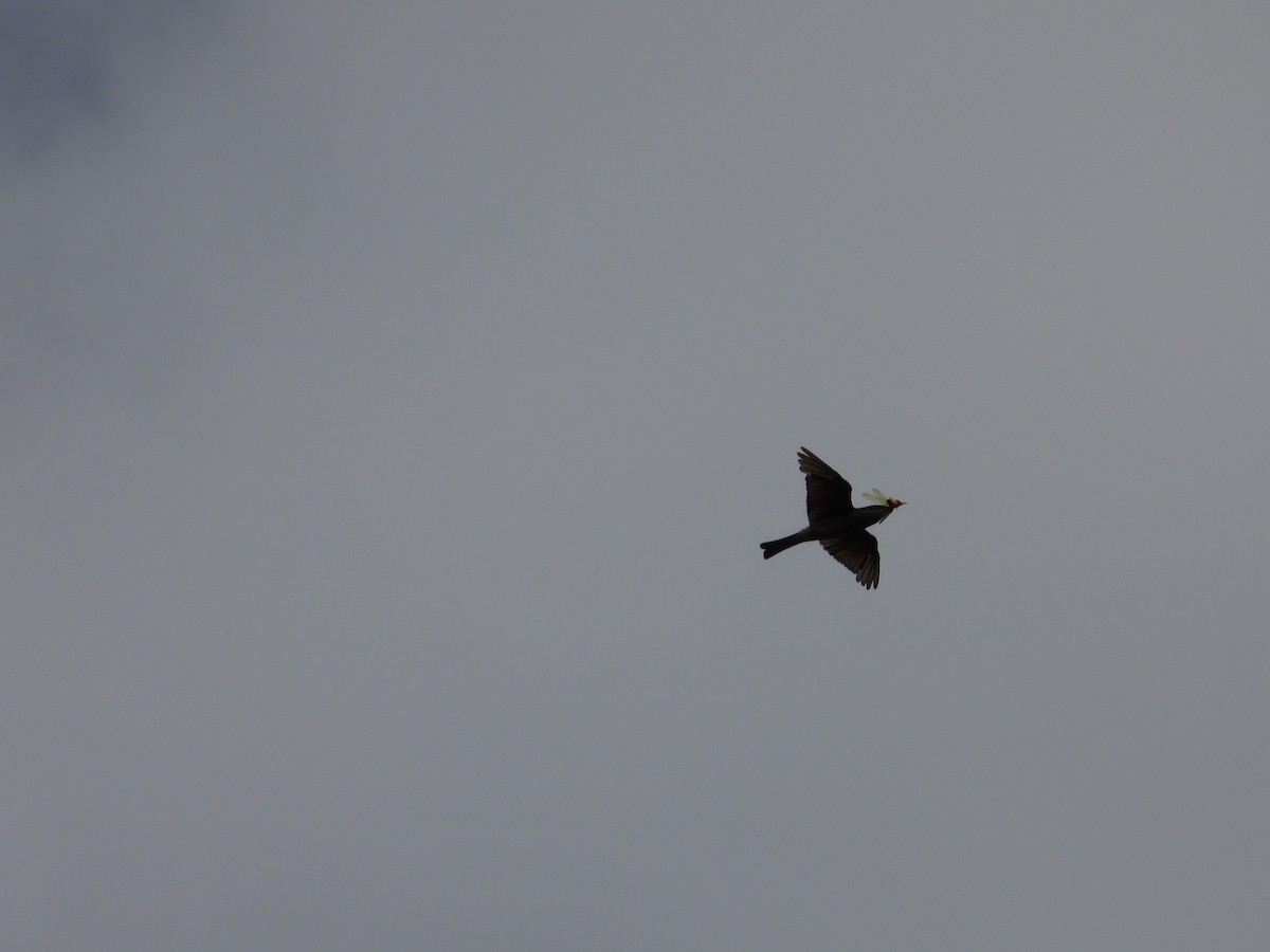 Blue-throated Bee-eater - ML530750371