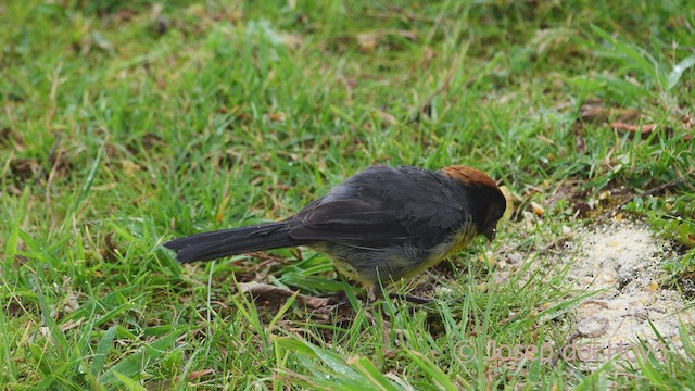 Atlapetes Pechiamarillo (nigrifrons) - ML530750701