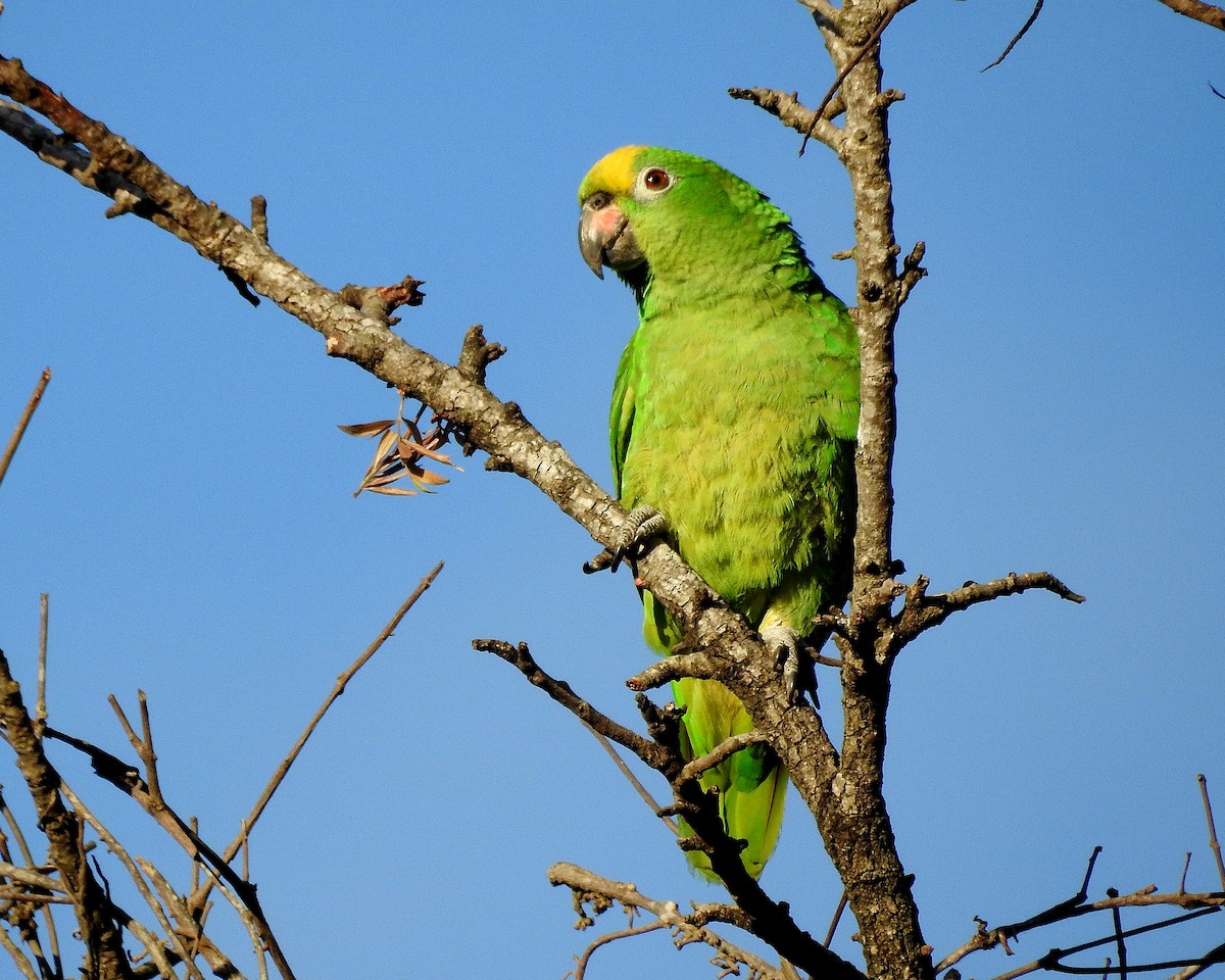 Yellow-crowned Parrot - ML530750791