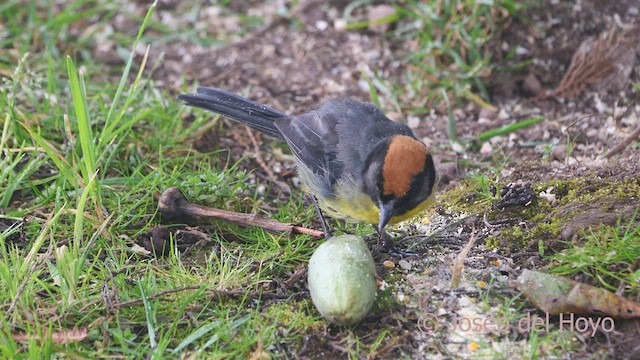 Gelbbrust-Buschammer (Schwarzstirn-Buschammer) - ML530750971