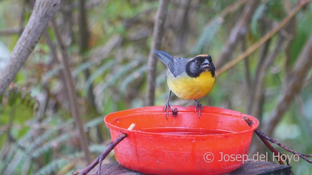 Yellow-breasted Brushfinch (nigrifrons) - ML530751411