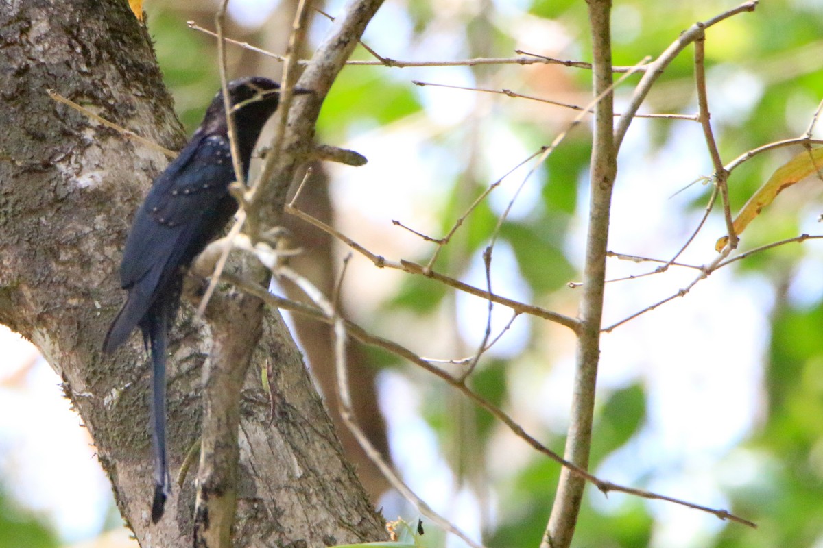 Fork-tailed Drongo-Cuckoo - Krishnamoorthy Muthirulan
