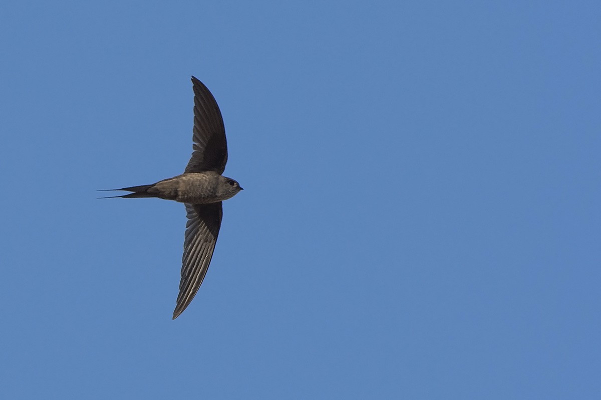 Malagasy Palm Swift (Madagascar) - Miguel Rouco