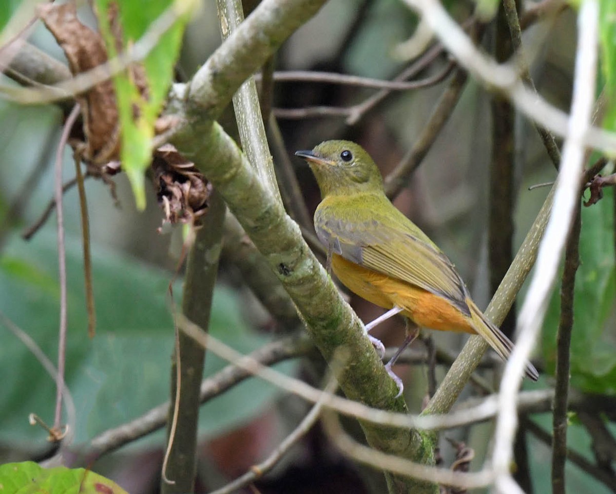 McConnell's Flycatcher - ML530755721