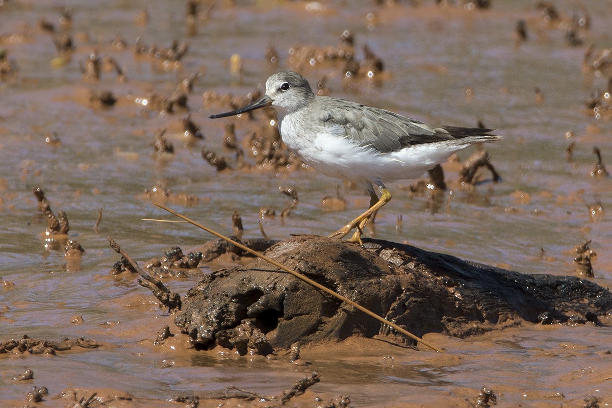 Terek Sandpiper - ML530756791