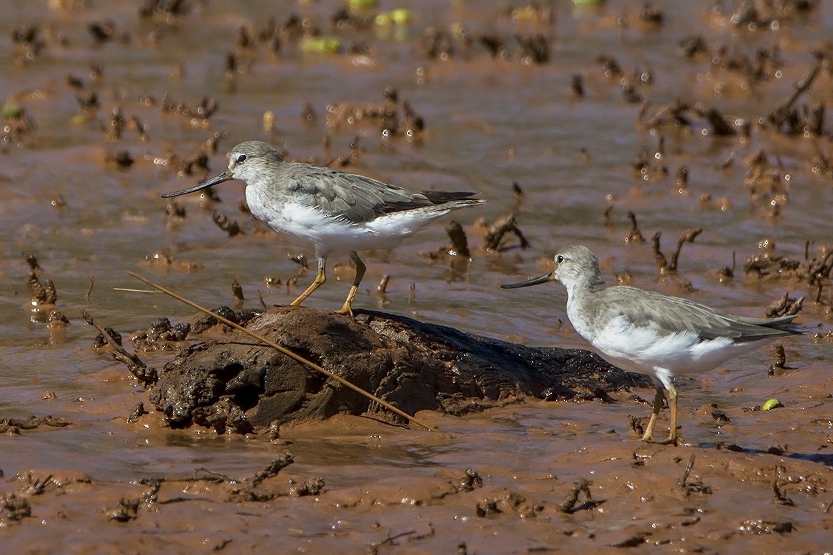 Terek Sandpiper - ML530756801