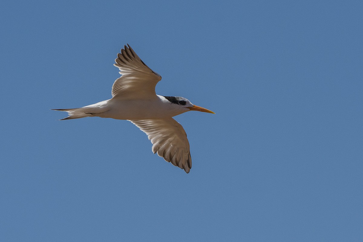 Lesser Crested Tern - ML530756831