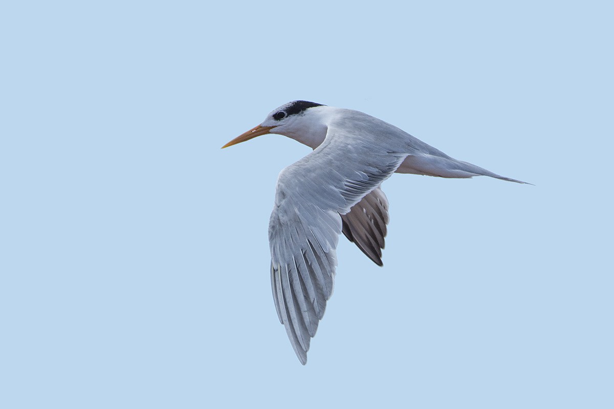 Lesser Crested Tern - ML530756851
