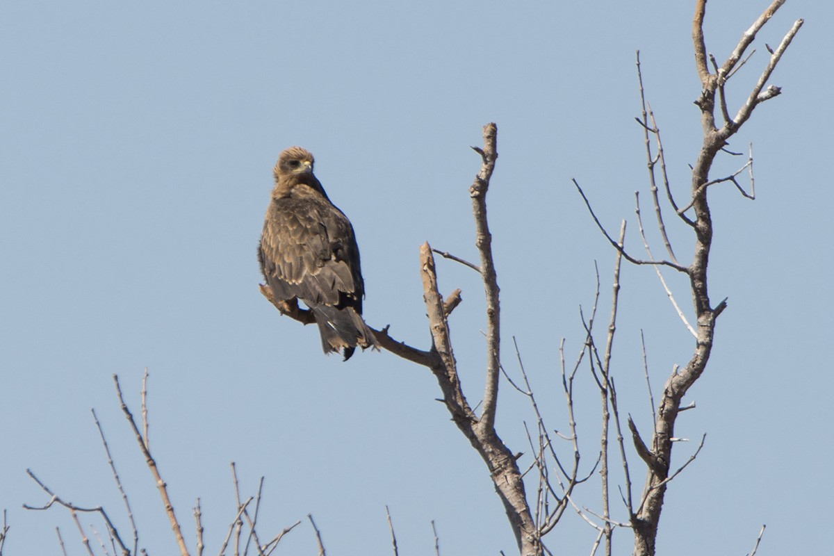 Black Kite (Yellow-billed) - ML530756991