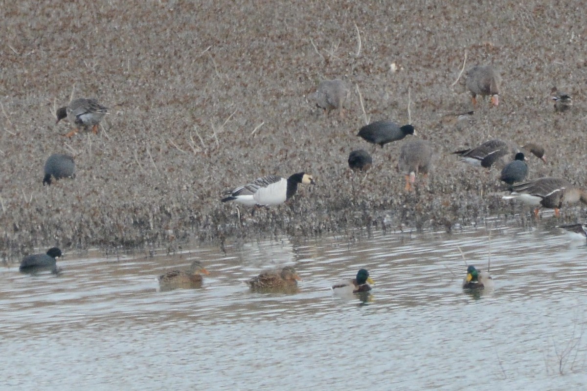 Barnacle Goose - ML530757331