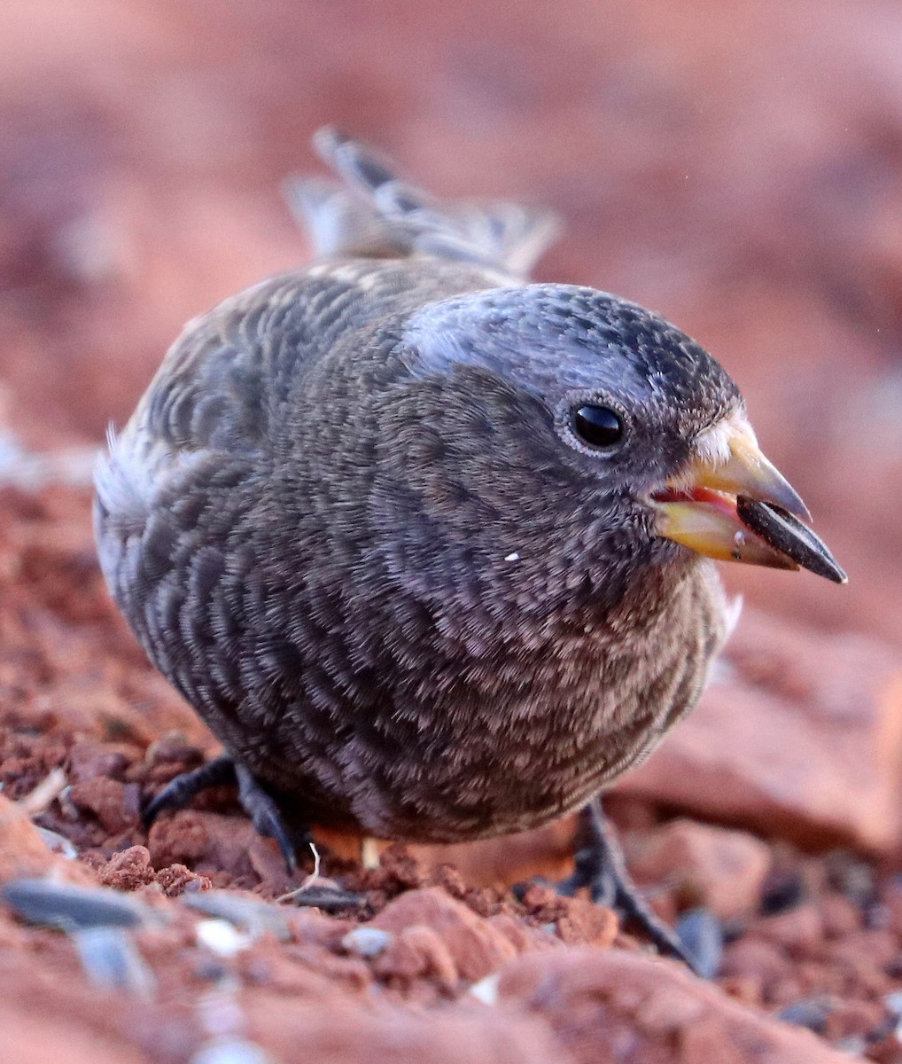 Black Rosy-Finch - Jason Wilder