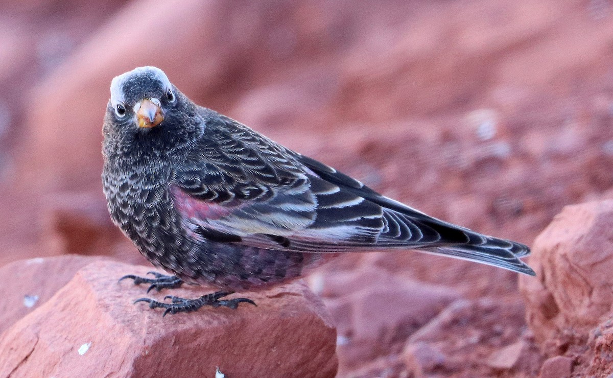 Black Rosy-Finch - Jason Wilder