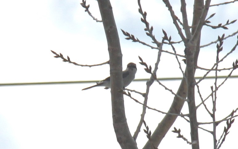 Northern Shrike - ML53075791